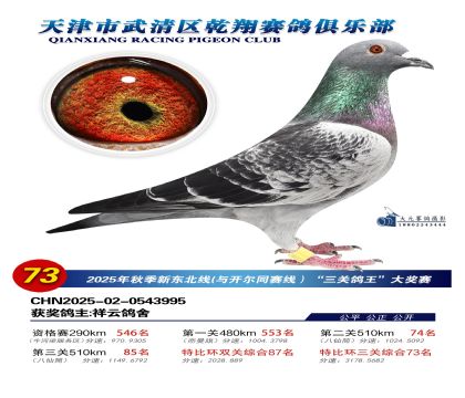 武清乾翔特比三關(guān)鴿王73名