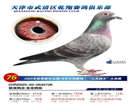 武清乾翔特比三關(guān)鴿王76名