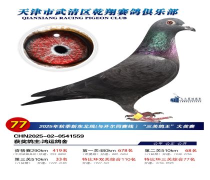 武清乾翔特比三關(guān)鴿王77名