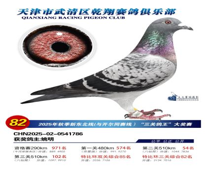 武清乾翔特比三關(guān)鴿王82名