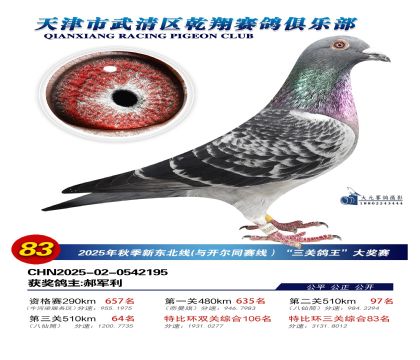 武清乾翔特比三關(guān)鴿王83名