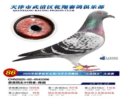 武清乾翔特比三關(guān)鴿王86名