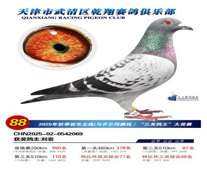 武清乾翔特比三關(guān)鴿王88名