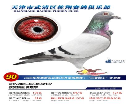 武清乾翔特比三關(guān)鴿王90名