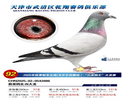武清乾翔特比三關(guān)鴿王92名