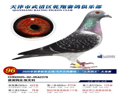 武清乾翔特比三關(guān)鴿王96名