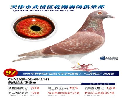 武清乾翔特比三關(guān)鴿王97名