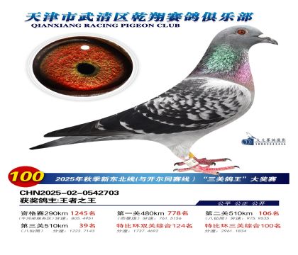 武清乾翔特比三關(guān)鴿王100名