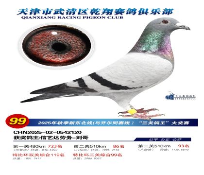 武清乾翔特比三關(guān)鴿王99名