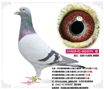 開爾國際賽鴿愛心公棚(大棚)580公里加站賽884名 雄