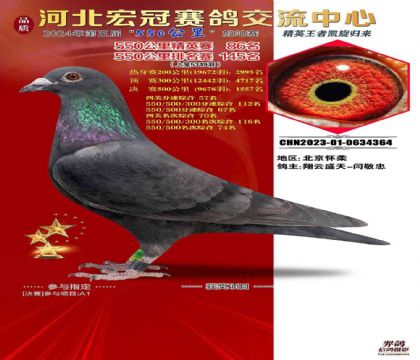 河北宏冠賽鴿公棚春棚550公里加戰(zhàn)賽145名 雄
