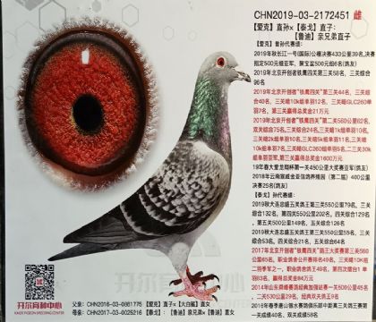 開爾鴿業(yè)---赫伯瑞X蓋比451 雌