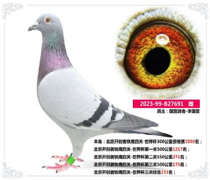 北京開創(chuàng)者鐵鷹四關(guān)-世界杯三關(guān)綜合231名 雌