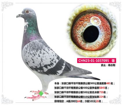 張家口新千羽千翔賽鴿公棚513公里加站賽224名 雄