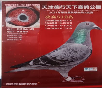 天津德行天下賽鴿公棚520公里決賽510名 雄