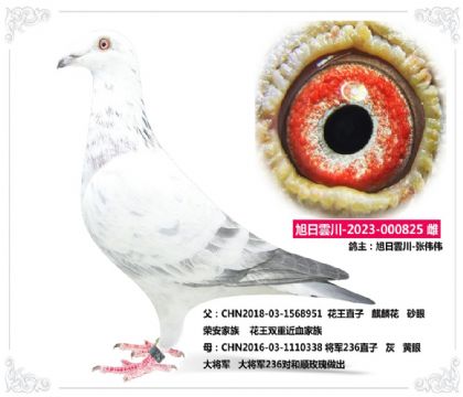 旭日雲(yún)川-張偉偉---花王825 雌