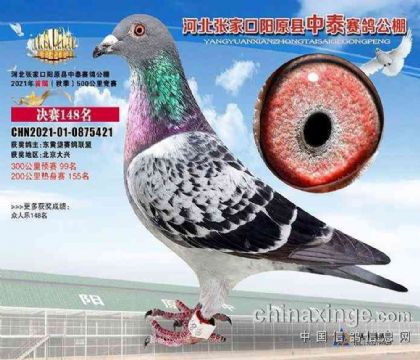 張家口陽原縣中泰賽鴿公棚500公里決賽148名 雄