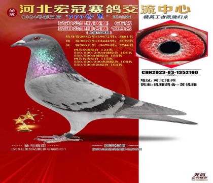 河北宏冠賽鴿公棚春棚550公里加戰(zhàn)賽排名109名 雌