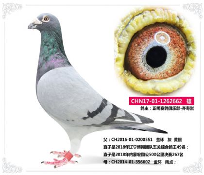 正明賽鴿俱樂部-齊壽巖---662 雄