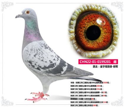 張家口天仁賽鴿公棚三關(guān)綜合180名 雌