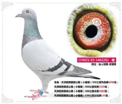 天津皓翔賽鴿公棚(小春棚)530公里加站賽144名 雌