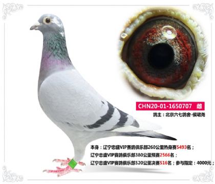 遼寧忠盛VIP賽鴿俱樂部520公里決賽516名 雌