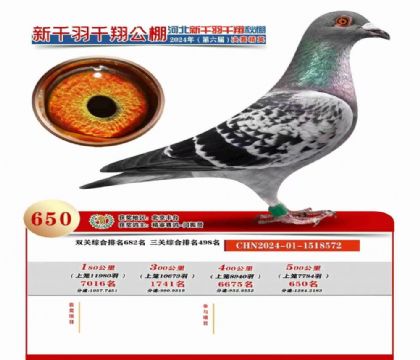 張家口新千羽千翔賽鴿公棚500公里總決賽650名 雄