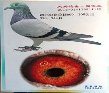 河北宏建賽鴿公棚500公里決賽328名 雌