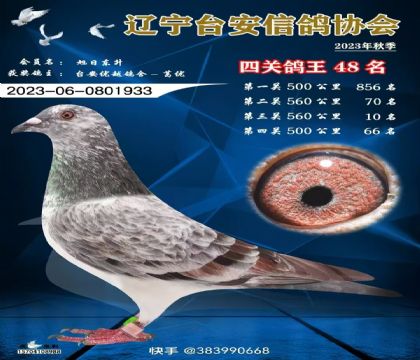 遼寧臺(tái)安鴿會(huì)四關(guān)綜合鴿王48名 雌