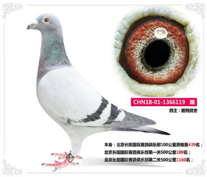北京長陽國際賽鴿俱樂部第一關(guān)500公里100名 雌