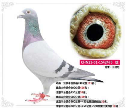 北京豐臺(tái)鴿會(huì)300公里+450公里+500公里三關(guān)綜合18名