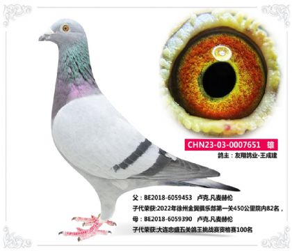 友翔鴿業(yè)-王成建---盧克.凡麥赫倫651 雄