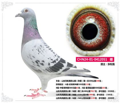 山東風(fēng)帆賽鴿公棚(秋棚)560公里加站賽1135名 雌