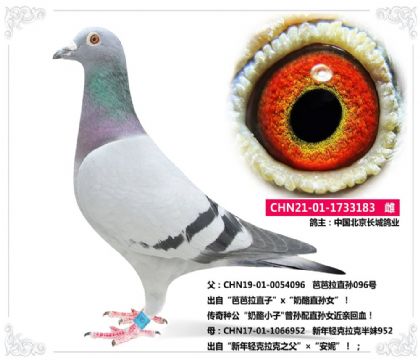 中國北京長城鴿業(yè)----芭芭拉X克拉克183 雌