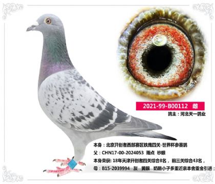 河北天一鴿業(yè) --北京開創(chuàng)者西部賽區(qū)鐵鷹四關(guān)-世界杯參賽鴿