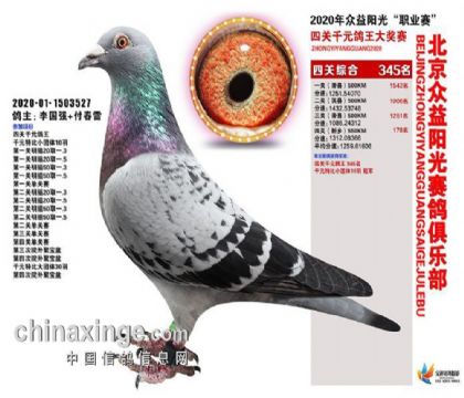 北京眾益陽光賽鴿俱樂部千元特比四關(guān)綜合鴿王345名