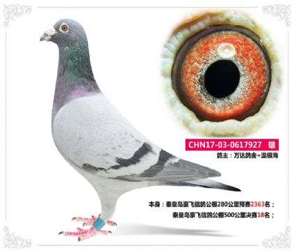 秦皇島豪飛信鴿公棚500公里決賽18名 雄