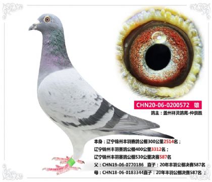 蓋州祥靈鴿苑-遼寧錦州豐羽賽鴿公棚決賽587名 雄