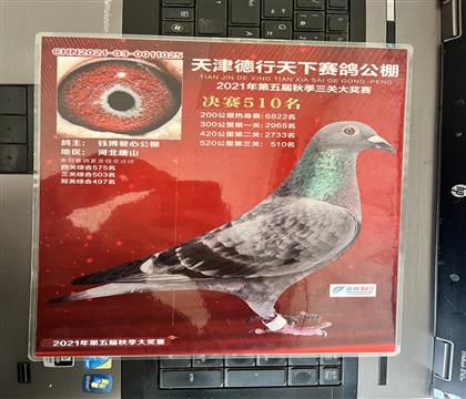 照片隨鴿發(fā)送