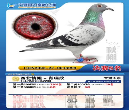 国力秋棚决赛8名