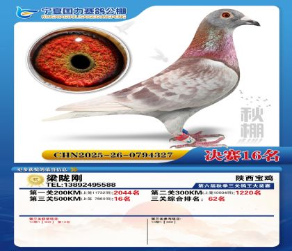 国力秋棚决赛16名