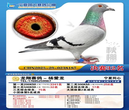 国力秋棚决赛32名