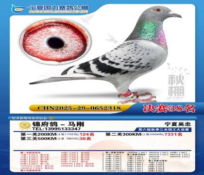 国力秋棚决赛38名