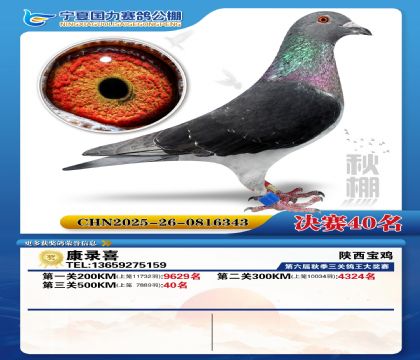 国力秋棚决赛40名