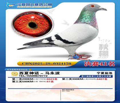 国力秋棚决赛41名