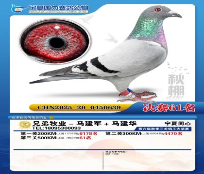 国力秋棚决赛61名