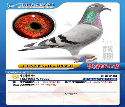 国力秋棚决赛64名