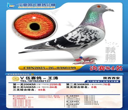 国力秋棚决赛84名