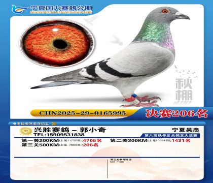 国力秋棚决赛206名