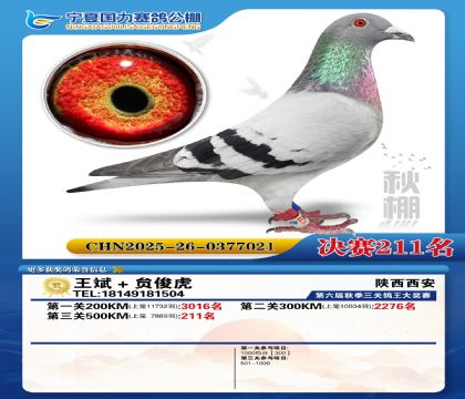 国力秋棚决赛211名